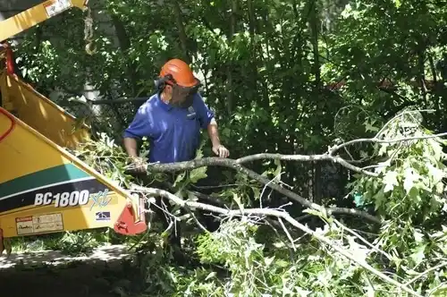 tree services Elkin